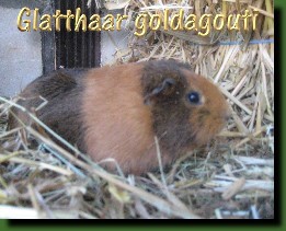 0.1 Glatthaar goldagouti